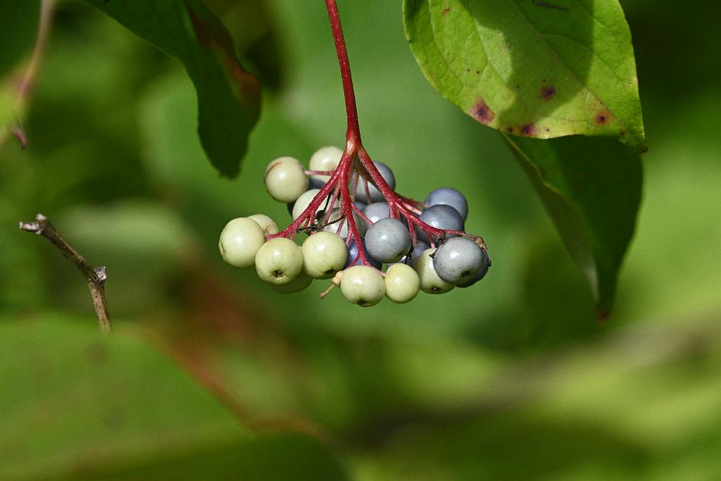 2025-08190142 Tower Hill Botanic Garden, MA.JPG - Silky Dogwood. New England Botanic Garden at Tower Hill, MA, 8-19-2025